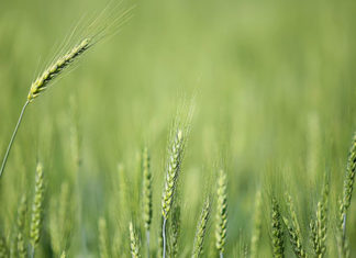 Baixas temperaturas e geadas fracas não provocaram perdas expressivas na agricultura