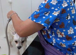 Banho e tosa é necessário durante o inverno? A equipe Malfati Mercado Pet explica