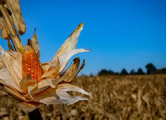Adapar e Ministério da Agricultura monitoram praga que provoca perdas do milho no Paraná