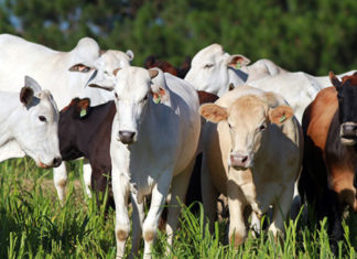 Primeiro mês de atualização cadastral de rebanhos tem 37% das propriedades regularizadas