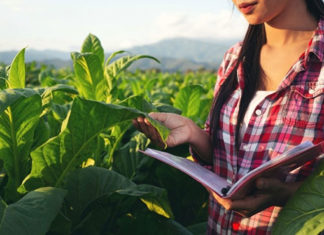 UENP está com inscrições abertas para Mestrado em Agronomia
