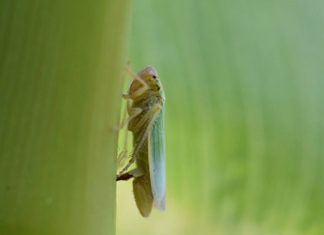 Edital destina R$ 4 milhões para pesquisas sobre cigarrinha