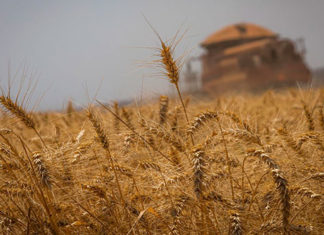 Conab estima que produção de grãos chegue a 272,5 milhões de toneladas
