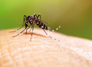 Boletim da dengue confirma mais 5.162 casos e três óbitos pela doença no Estado