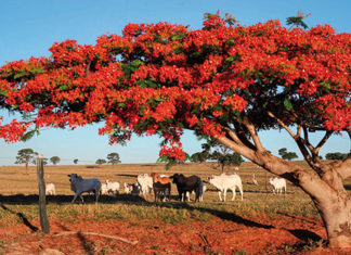 Com fim da atualização online, Adapar inicia busca ativa para cadastramento de rebanhos