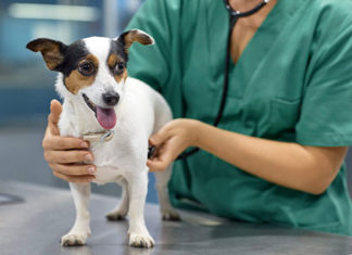 Alunos da UENP realizam 3ª Campanha Educativa de Combate ao Câncer em animais