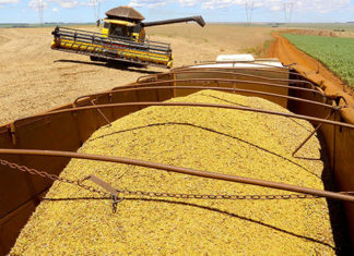 Produtor rural pode gerar nota eletrônica pelo aplicativo Nota Fiscal Fácil; veja como fazer