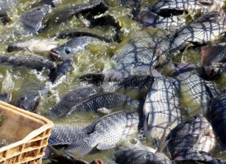 Piscicultura tem perspectiva de crescimento, mas também enfrenta gargalos