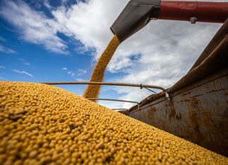 Paraná registra aumento na produção de grãos