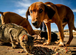 Projeto Bicho poderá receber ‘Título de Utilidade Pública’