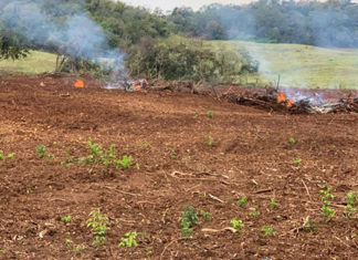 IAT identifica desmatamento de mais de 100 hectares e impede crime maior no Norte Pioneiro