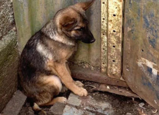 Penalidades mais rígidas para agressores de animais já estão em vigor no Paraná