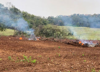 Identificação de desmatamento impede crime contra bioma da Mata Atlântica