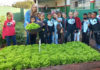 Cultivo de horta desenvolve boa alimentação e cuidados com o Meio Ambiente