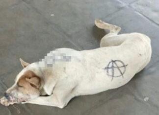 Cachorro é pichado e vira alvo de investigação da Polícia Civil no Paraná