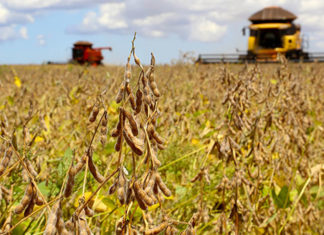 Plantio de soja avança no Paraná e chega a 15% da área esperada, aponta Deral