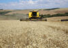 No Paraná, colheita do trigo avança pouco com chuvas intermitentes em todo Estado