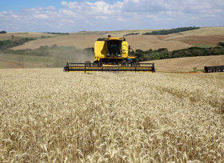 No Paraná, colheita do trigo avança pouco com chuvas intermitentes em todo Estado