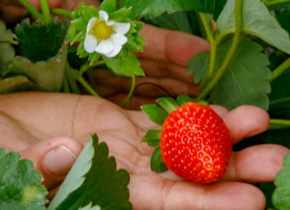 Morango do Norte Pioneiro conquista Indicação Geográfica de Procedência