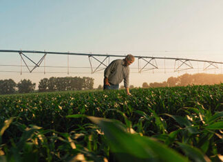 Sicredi bate recorde e libera R$ 17,6 bi para custeio nos primeiros três meses da safra 2022/2023