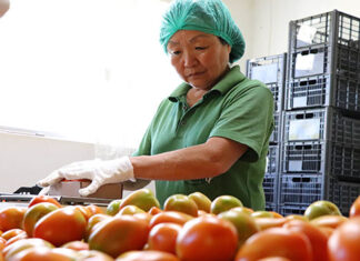 Tecpar abre vaga para bolsista de agronomia em programa de certificação de orgânicos