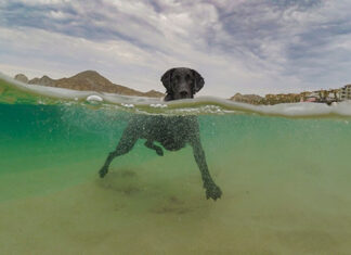 Calor aumenta o surgimento de problemas de pele em pets