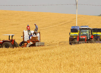 Boletim destaca início do plantio da 2ª safra de milho e aumento de 370% nas exportações do produto