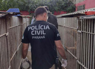 PCPR salva 300 cães na maior ação de resgate animal da história do Paraná