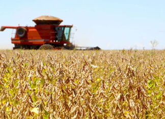 Safra de verão deve alcançar 24,7 milhões de toneladas no Paraná