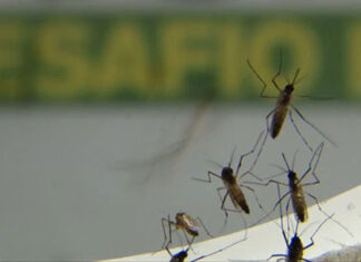 Secretaria da Saúde confirma mais 207 novos casos de dengue no Paraná