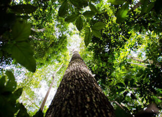 Amazônia Legal: 167 quilômetros quadrados foram desmatados em janeiro