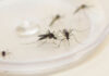 Com surto de chikungunya no Paraguai, Saúde emite alerta para casos da doença no Paraná