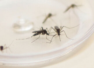Com surto de chikungunya no Paraguai, Saúde emite alerta para casos da doença no Paraná