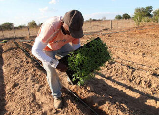 Governo prorroga validade de cadastro da Agricultura Familiar
