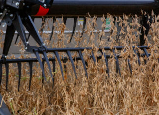 Segundo maior produtor de soja, Paraná responde por 14% da safra brasileira