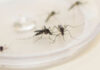 Ministério da Saúde confirma envio emergencial de inseticida para combater o Aedes Aegypti