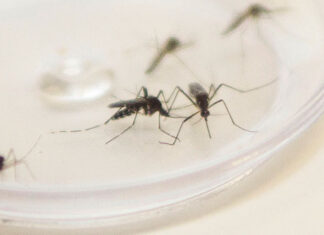 Ministério da Saúde confirma envio emergencial de inseticida para combater o Aedes Aegypti