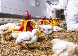 Avicultores do Paraná acendem alerta contra influenza aviária