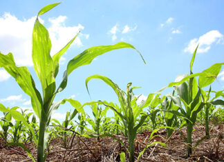 Campanha orienta produtores para evitar a cigarrinha-do-milho