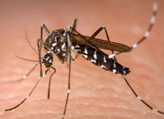 Saúde confirma mais 773 casos e uma morte por dengue no Estado