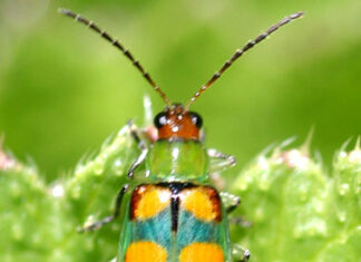 IDR-PR alerta produtores de hortaliças para combate à vaquinha verde-amarela