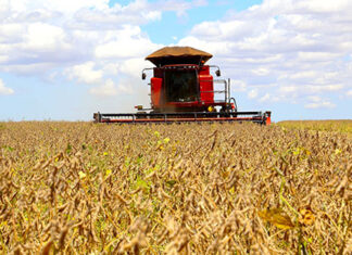 Paraná pode colher 20,8 milhões de toneladas de soja, maior volume da história