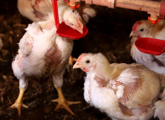 Governo do Paraná suspende participação de aves em eventos agropecuários por 90 dias