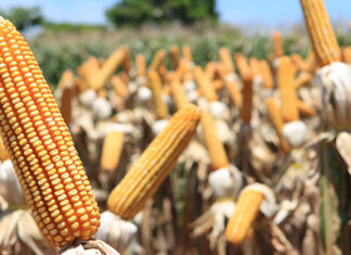 Estragos de chuvas podem comprometer a safrinha de 2023