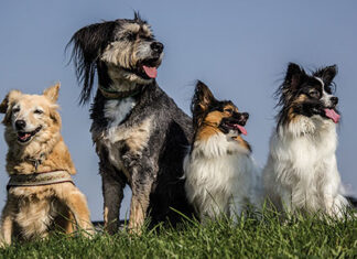 Os mais bem-sucedidos depois dos humanos