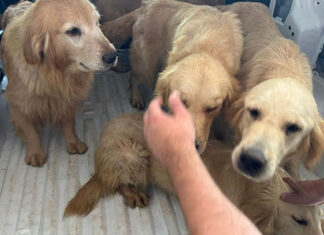 PCPR resgata 28 cães em situação de maus-tratos e prende homem em Piraí do Sul