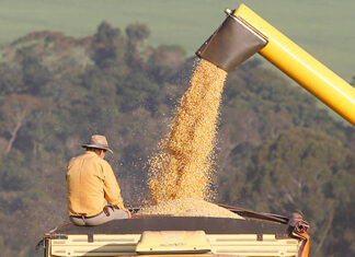 Com soja recorde, safra de grãos 2022/23 no Paraná pode chegar a 47,12 milhões de toneladas