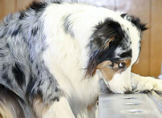 Eles detectam até câncer