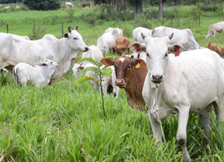 Campanha de atualização dos rebanhos tem início no Paraná
