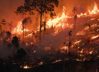 Incêndios podem causar perdas irreparáveis ao solo